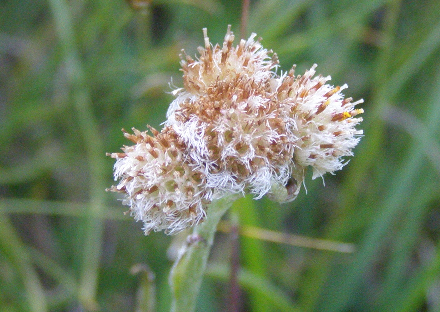 Antennaria carpatica e Antennaria dioica